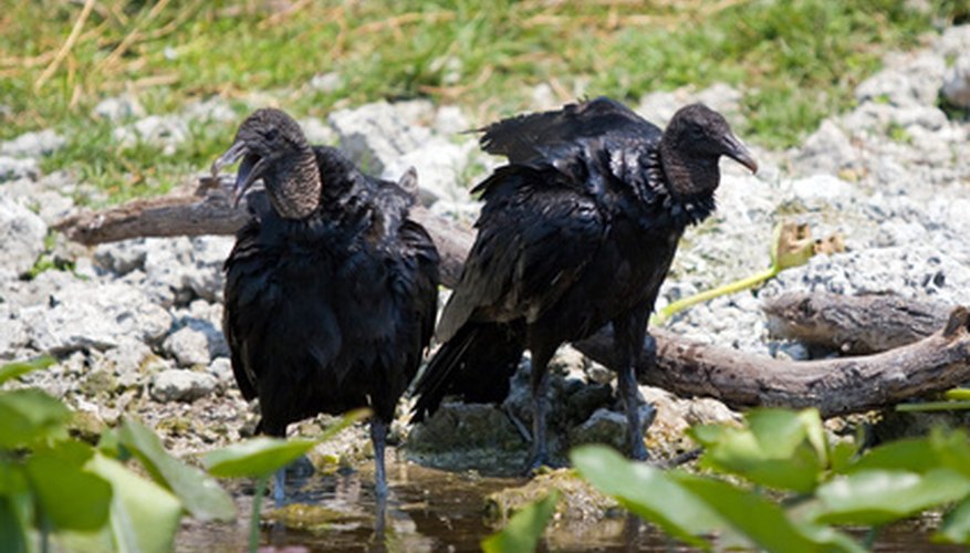 Spain's Black Vulture is the largest bird of prey indigenous to Europe. Spain's Black Vulture is the largest bird of prey indigenous to Europe.