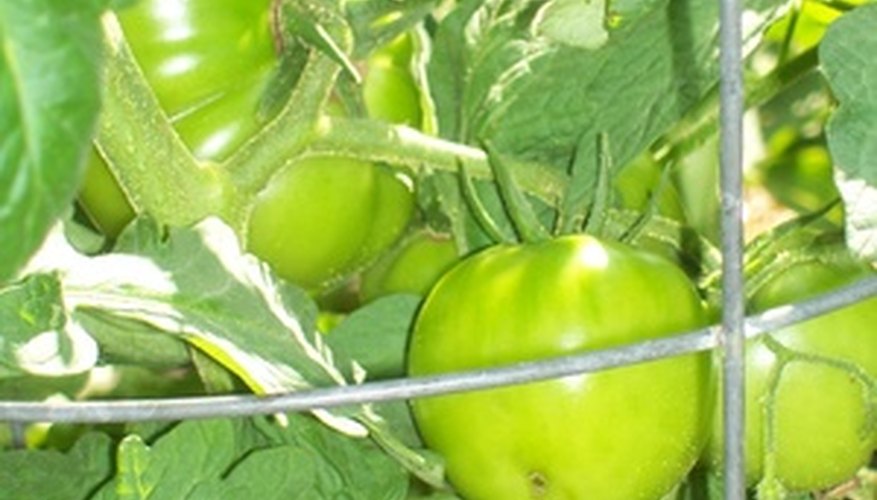 The time for planting tomatoes varies across Texas. The time for planting tomatoes varies across Texas.