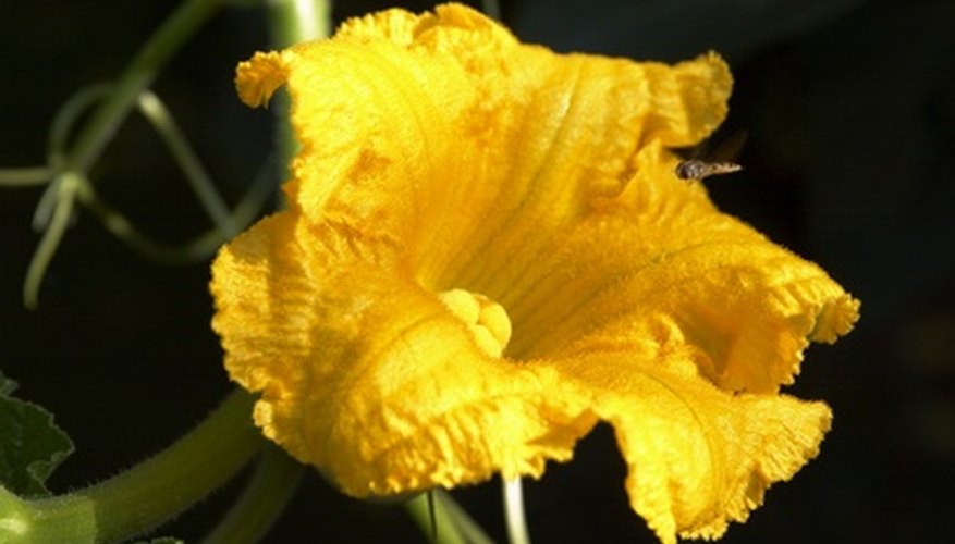Female flowers also have multi-segmented stigma in the center. Female flowers also have multi-segmented stigma in the center.