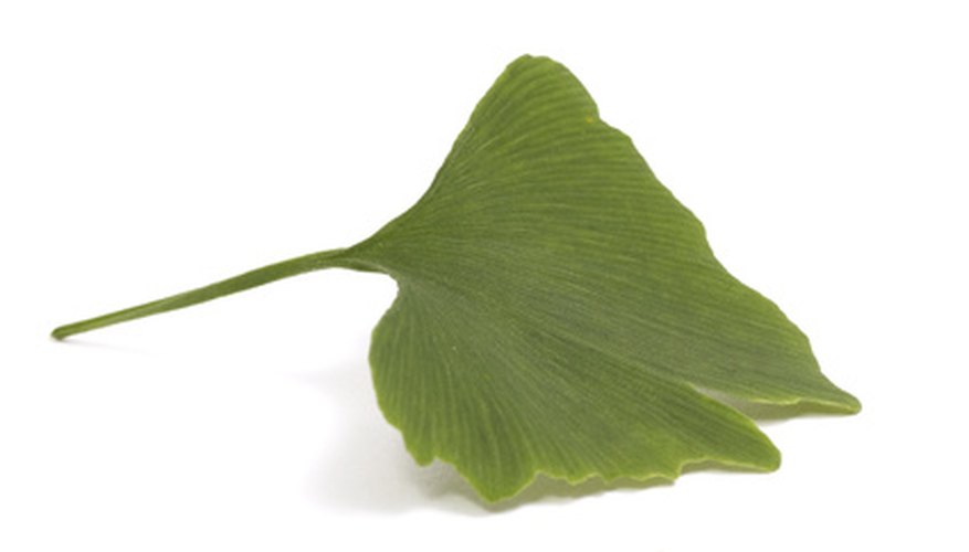 Though they're not needle-shaped, Gingko leaves are classified as Pinophyta. Though they're not needle-shaped, Gingko leaves are classified as Pinophyta.
