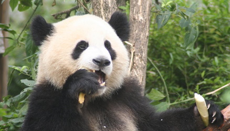 Pandas love bamboo. Pandas love bamboo.