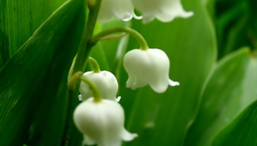 Lily-of-the-Valley Lily-of-the-Valley