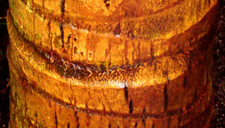 The layered tree trunk segments will look like this. The layered tree trunk segments will look like this.