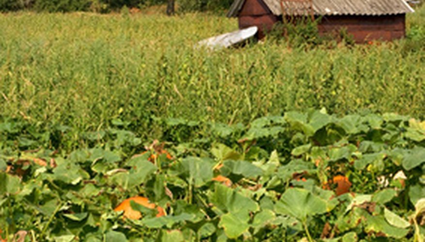 Pumpkins have male and female flowers. Pumpkins have male and female flowers.