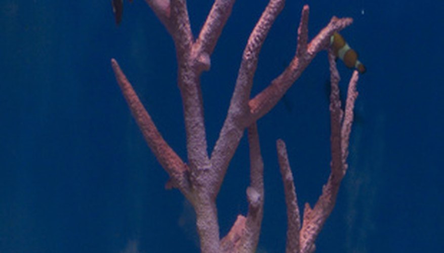 Plexiglas can be used to make a nice aquarium. Plexiglas can be used to make a nice aquarium.