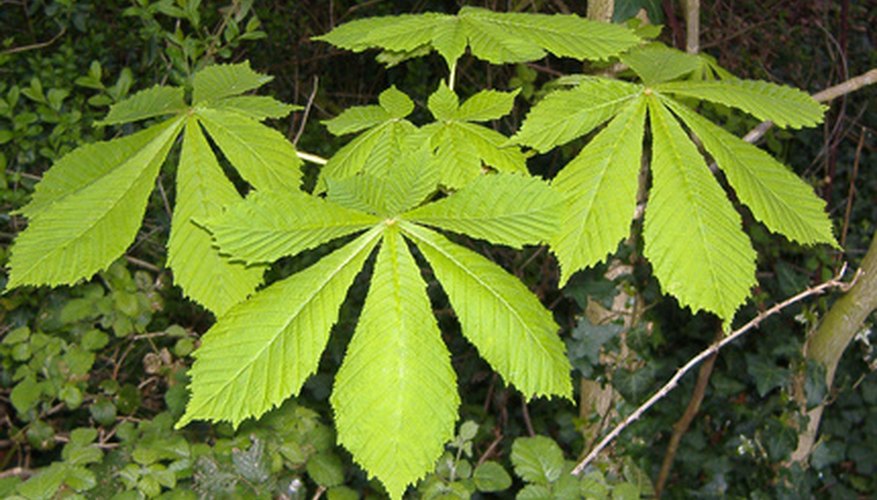 There are many differences between the horse chestnut and the chestnut tree. There are many differences between the horse chestnut and the chestnut tree.