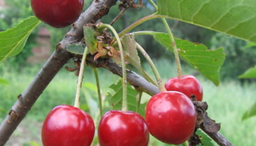 Trim cherry trees after havesting is complete. Trim cherry trees after havesting is complete.