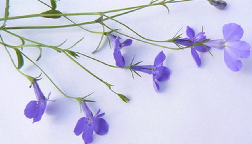 Georgia's native Downy Lobelia flower Georgia's native Downy Lobelia flower
