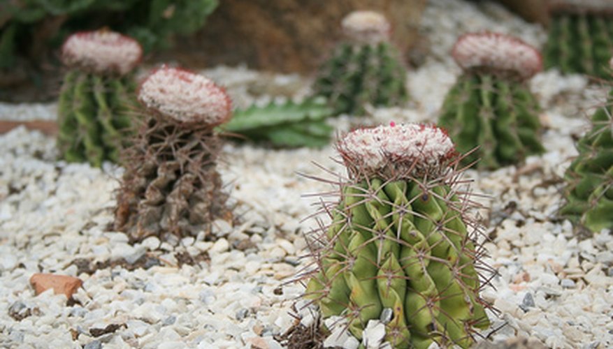 Cactuses come in all shapes and sizes. Cactuses come in all shapes and sizes.