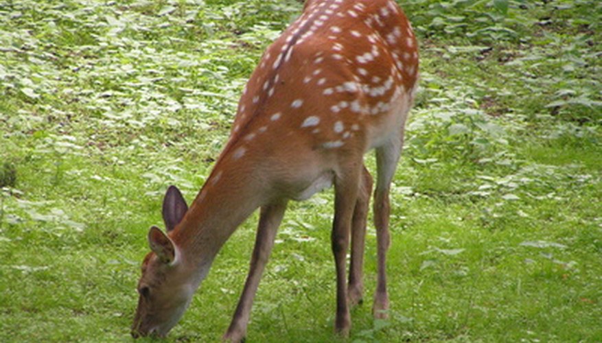 Deer can do a lot of damage to home gardens. Deer can do a lot of damage to home gardens.