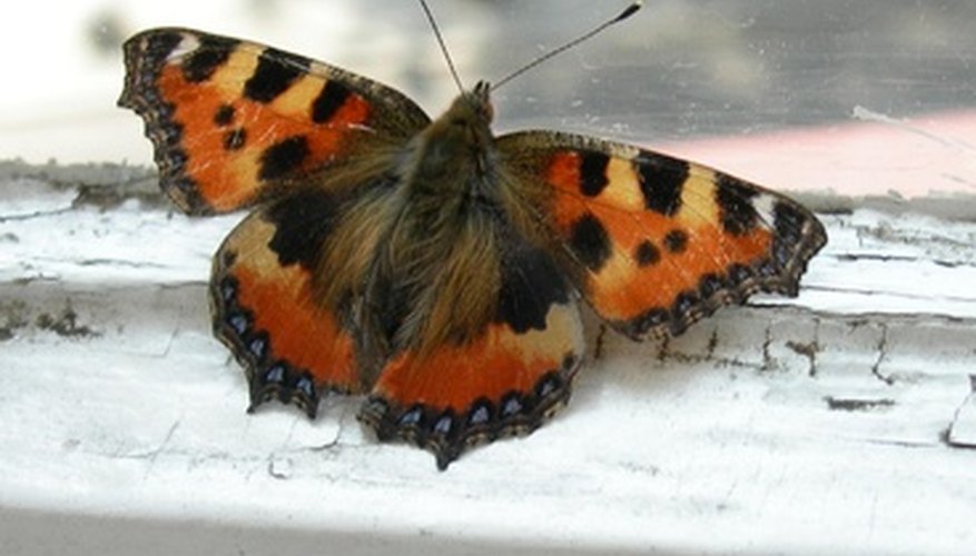 Paper mache butterflies are a pleasure to make and enjoy. Paper mache butterflies are a pleasure to make and enjoy.