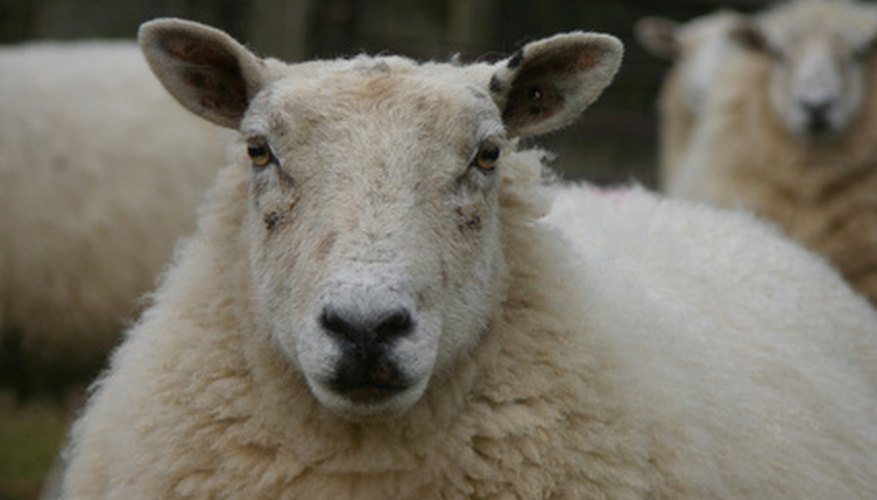 Anemia in sheep may be caused by excessive internal parasites. Anemia in sheep may be caused by excessive internal parasites.