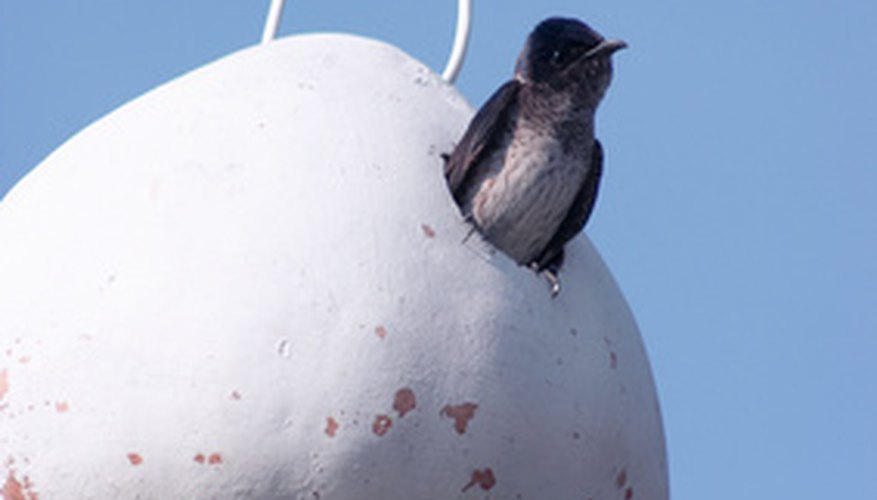 birds that eat mosquitoes sciencing birds that eat mosquitoes sciencing