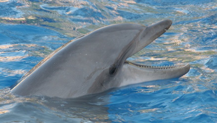 Model kids' crafts after dolphins. Model kids' crafts after dolphins.