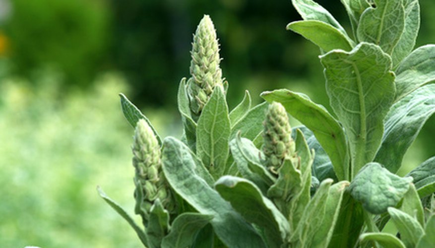 White Milkweed buds ready to bloom White Milkweed buds ready to bloom