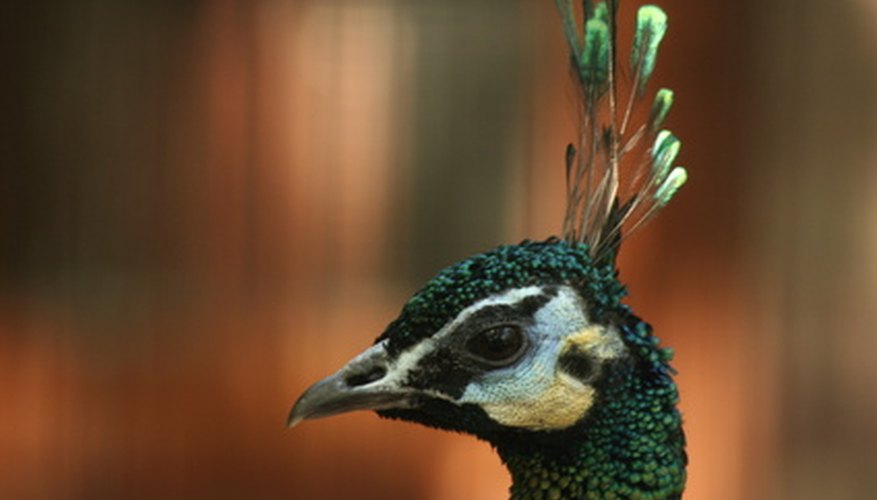 Green peacocks have deep green heads and display feathers. Green peacocks have deep green heads and display feathers.
