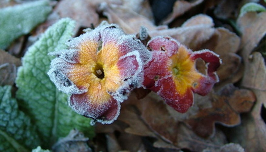 Panies are hardy plants ideal for North Texas winters. Panies are hardy plants ideal for North Texas winters.
