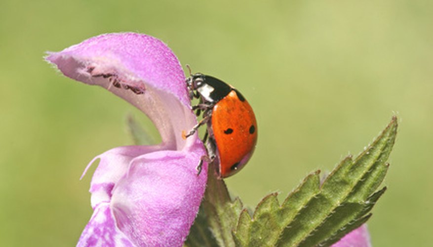 Some people think ladybugs are a symbol of good luck. Some people think ladybugs are a symbol of good luck.