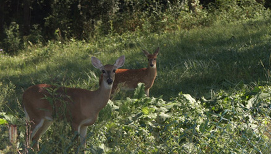 Deer and rabbits can destroy a garden. Deer and rabbits can destroy a garden.