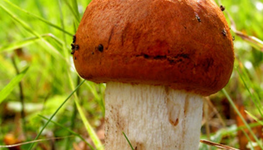 You can make a mushroom craft to brighten any room or garden. You can make a mushroom craft to brighten any room or garden.