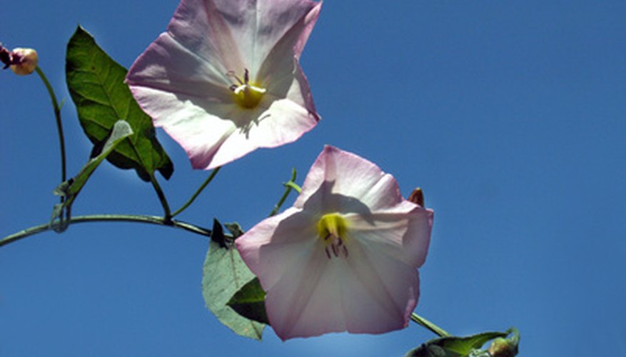 Tilling bindweed roots only results in more weed starts. Tilling bindweed roots only results in more weed starts.