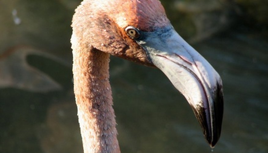 The best way to make a realistic flamingo beak is to work from a few good pictures of flamingos. The best way to make a realistic flamingo beak is to work from a few good pictures of flamingos.
