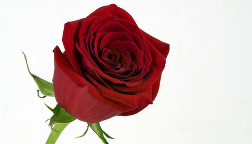 Cutting the stem helps the food coloring enter the petals. Cutting the stem helps the food coloring enter the petals.