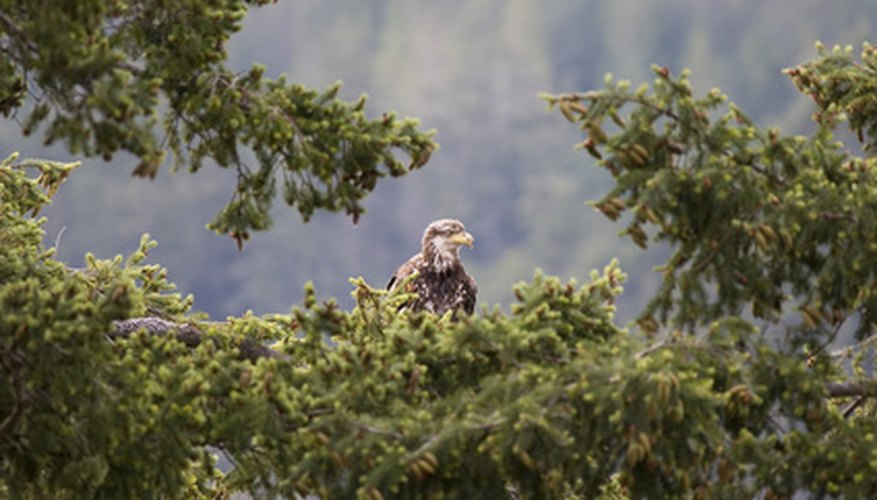 The young eagle may remain close to the nest for several months after learning to fly. The young eagle may remain close to the nest for several months after learning to fly.