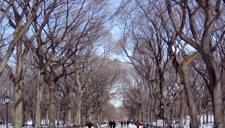 Elm trees lining Central Park in New York City Elm trees lining Central Park in New York City