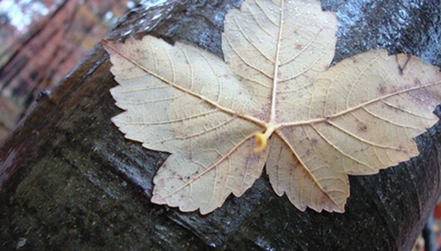 Single-serrate leaves have Single-serrate leaves have