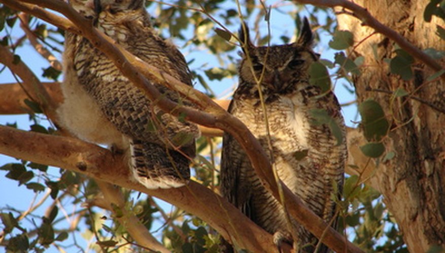 Animals In A Woodland Ecosystem Sciencing