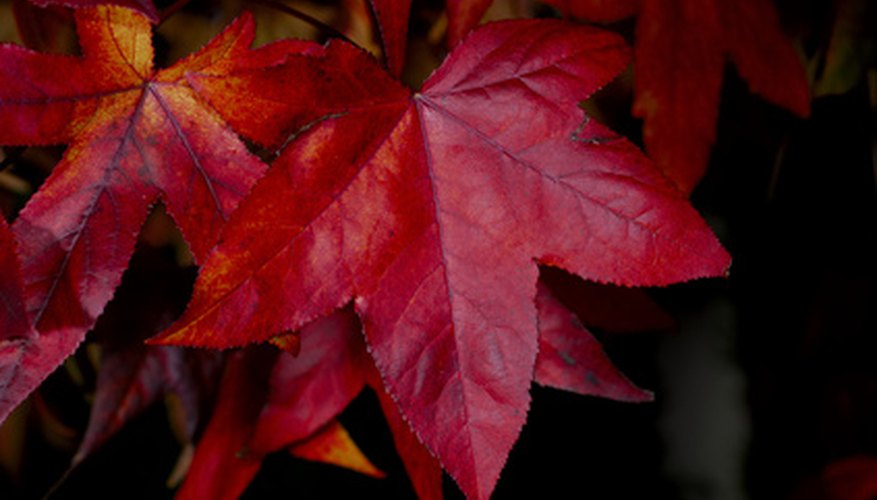 Maples leaves offer an example of a palmate vein pattern. Maples leaves offer an example of a palmate vein pattern.