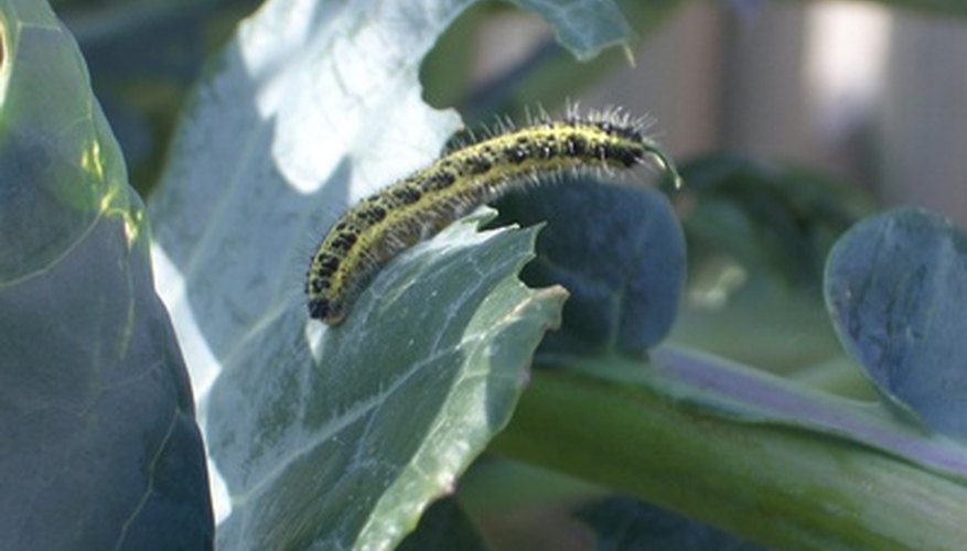 Caterpillars and other insects damage broccoli and cauliflower by eating them. Caterpillars and other insects damage broccoli and cauliflower by eating them.