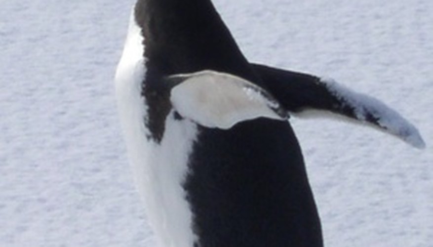 Penguins don't have any knees. Penguins don't have any knees.