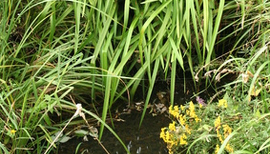 Identify drainage problems by watching water flow during a heavy rain. Identify drainage problems by watching water flow during a heavy rain.