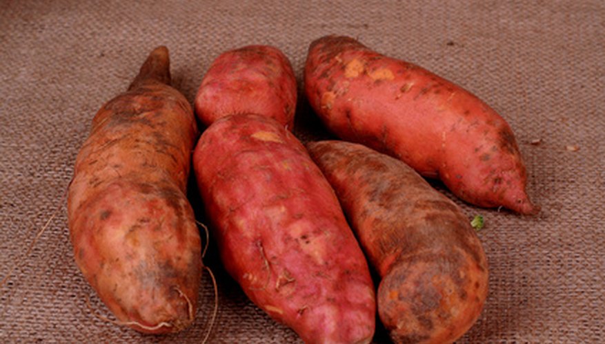 You can grow a vine from a sweet potato. You can grow a vine from a sweet potato.