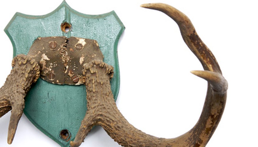 Learn how to make your own mounting plaques and save hundreds of dollars on taxidermy costs for you and your family. Learn how to make your own mounting plaques and save hundreds of dollars on taxidermy costs for you and your family.