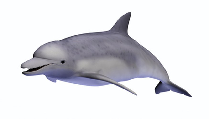 Hang a paper mache dolphin from a ceiling for great impact. Hang a paper mache dolphin from a ceiling for great impact.