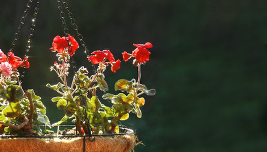 A sphagnum peat moss planter or peat moss in a planter may offer a fire hazard. A sphagnum peat moss planter or peat moss in a planter may offer a fire hazard.