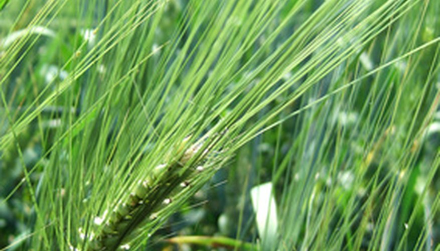 Repairing a Weed Trimmer Repairing a Weed Trimmer