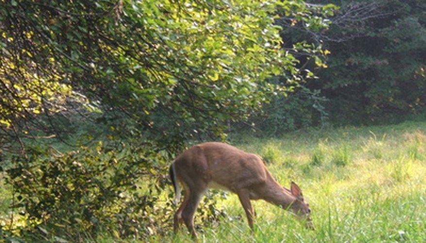 When food is short in a deer's typical habitat, they often resort to grazing in residential gardens. When food is short in a deer's typical habitat, they often resort to grazing in residential gardens.