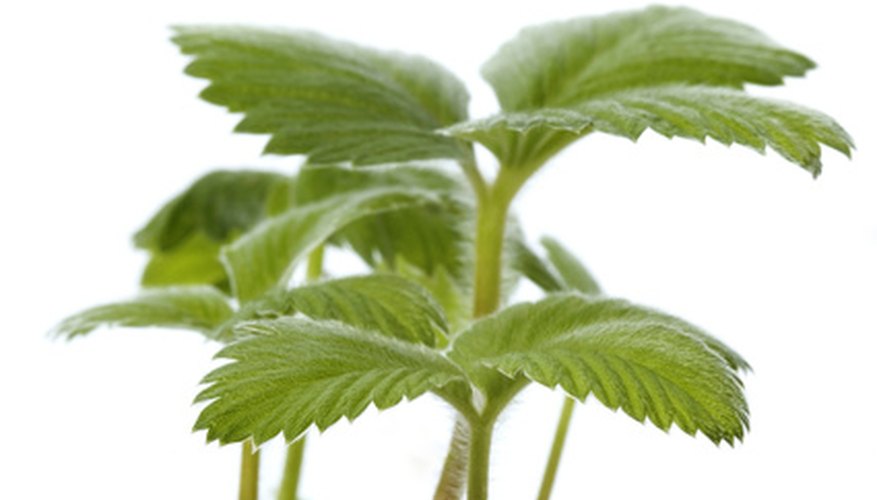 Potted strawberries have a long planting season, but May is the preferred time. Potted strawberries have a long planting season, but May is the preferred time.