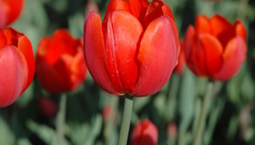 Red tulips represent perfect love. Red tulips represent perfect love.