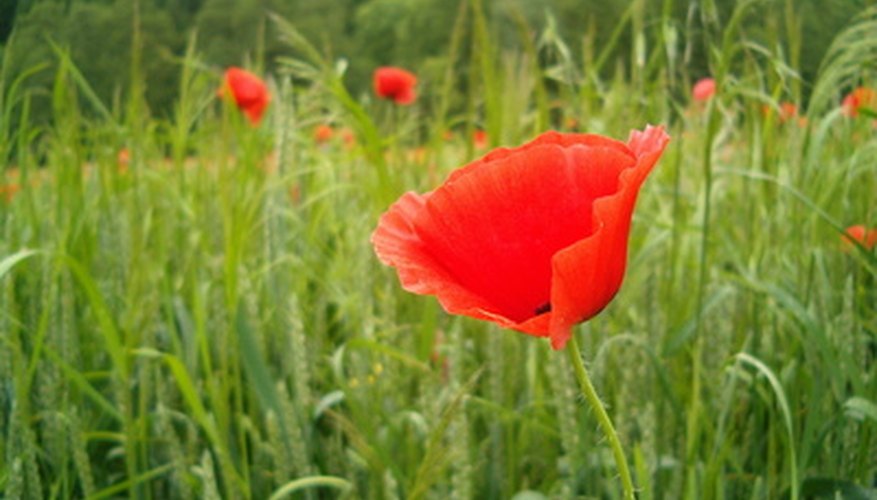 Create a poppy as beautiful as the real thing. Create a poppy as beautiful as the real thing.