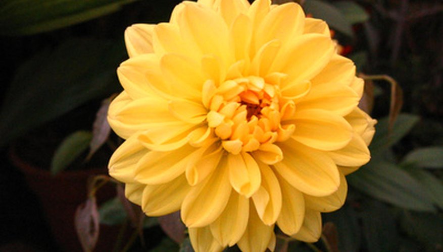Chrysanthemums are a common autumn flower in North Texas. Chrysanthemums are a common autumn flower in North Texas.