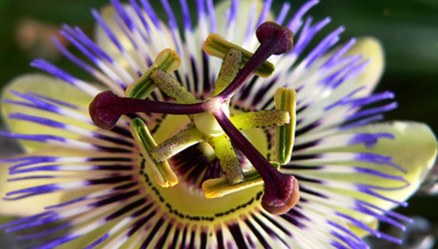 Nature photography focuses on plants, wildlife and landscapes. Nature photography focuses on plants, wildlife and landscapes.