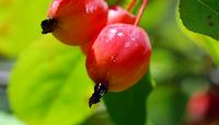 Thunderchild crapapple produces eye-catching fruit on a compact tree. Thunderchild crapapple produces eye-catching fruit on a compact tree.