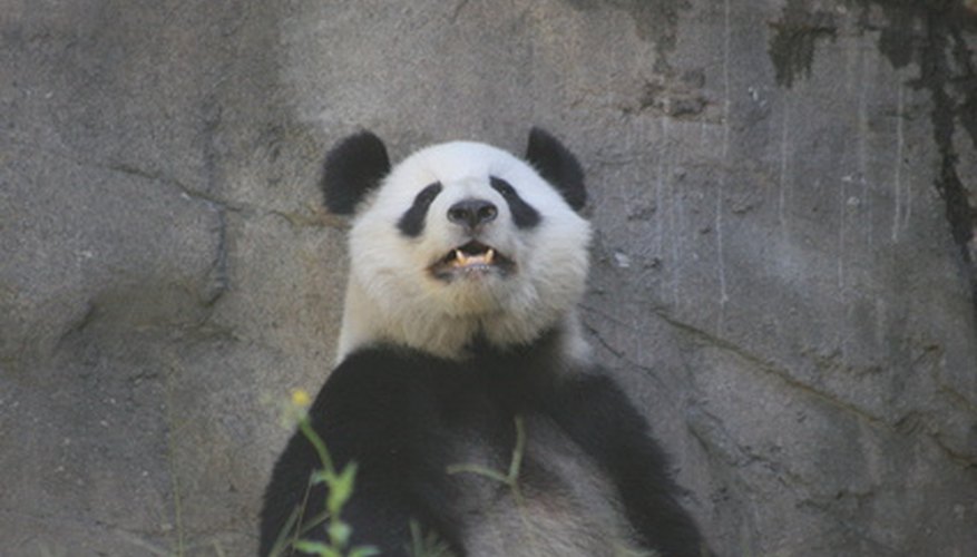 Giant pandas need help to survive. Giant pandas need help to survive.