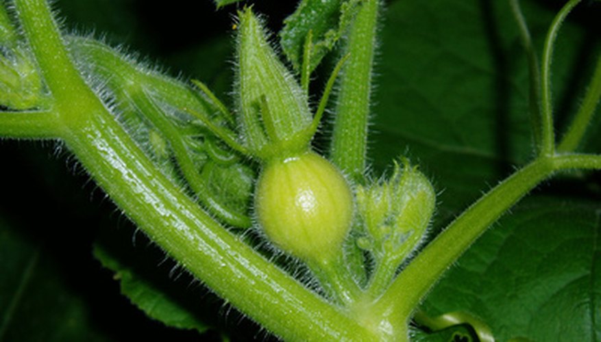 Female flowers have an ovary underneath. Female flowers have an ovary underneath.