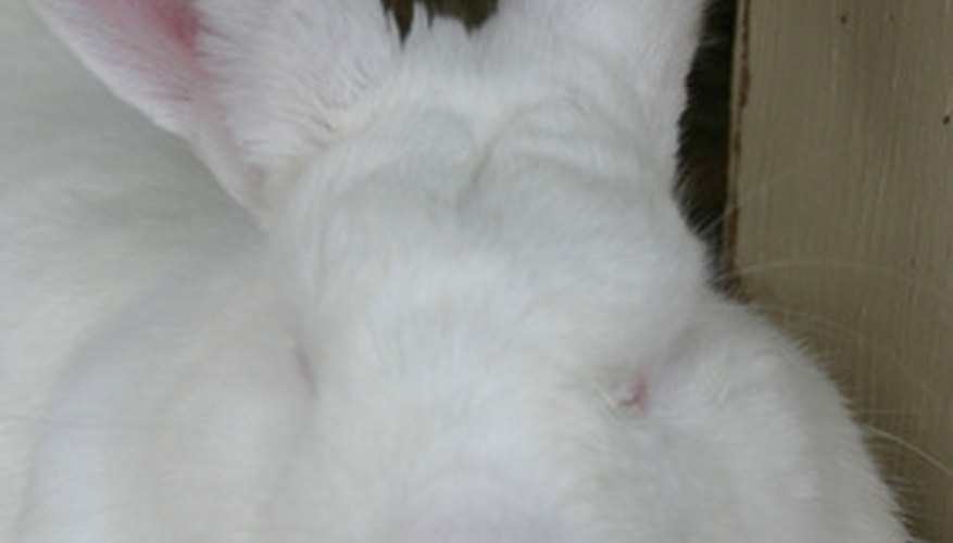 Make your own bunny from cotton balls. Make your own bunny from cotton balls.